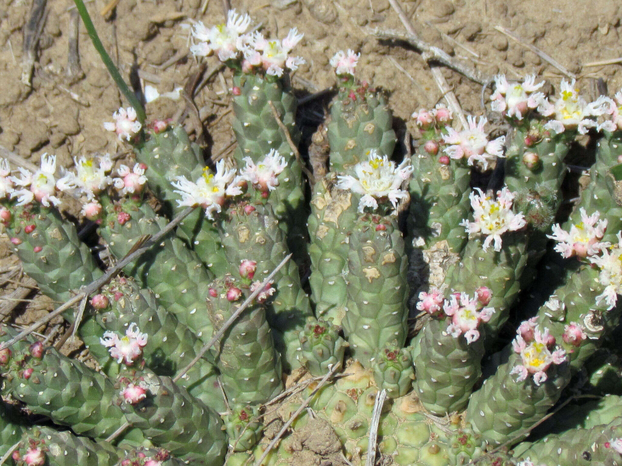 Image of Euphorbia inermis Mill.