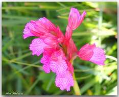 Image of Anacamptis papilionacea subsp. grandiflora (Boiss.) Kreutz