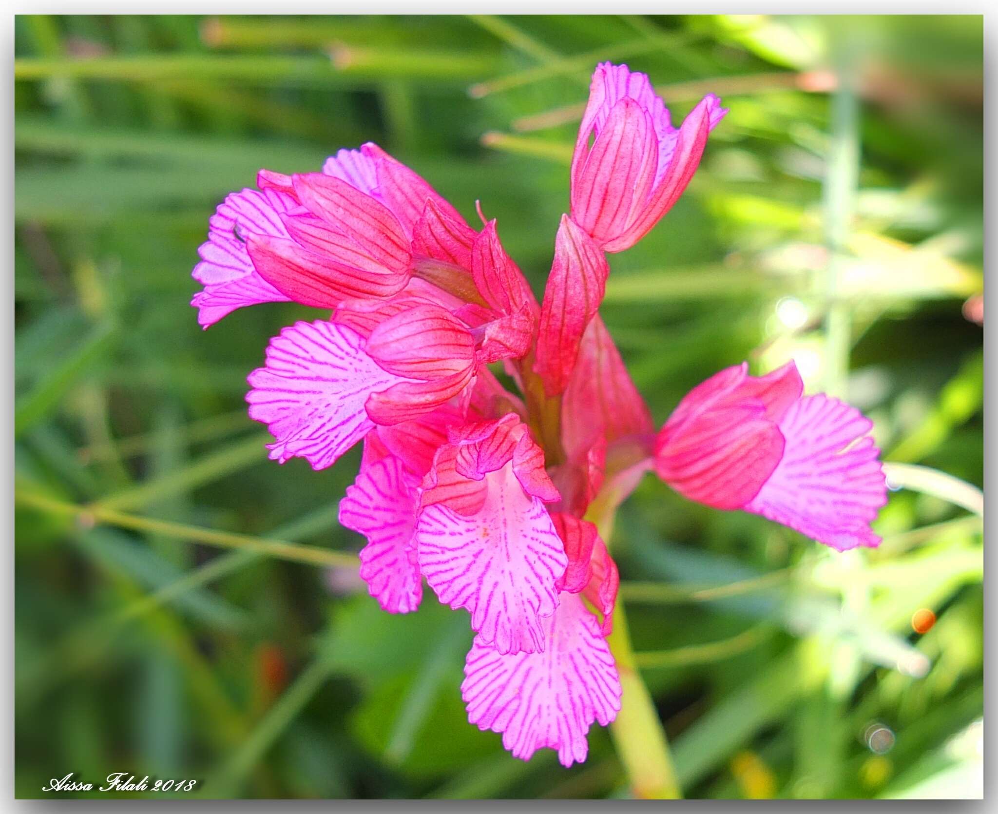 Image of Anacamptis papilionacea subsp. grandiflora (Boiss.) Kreutz