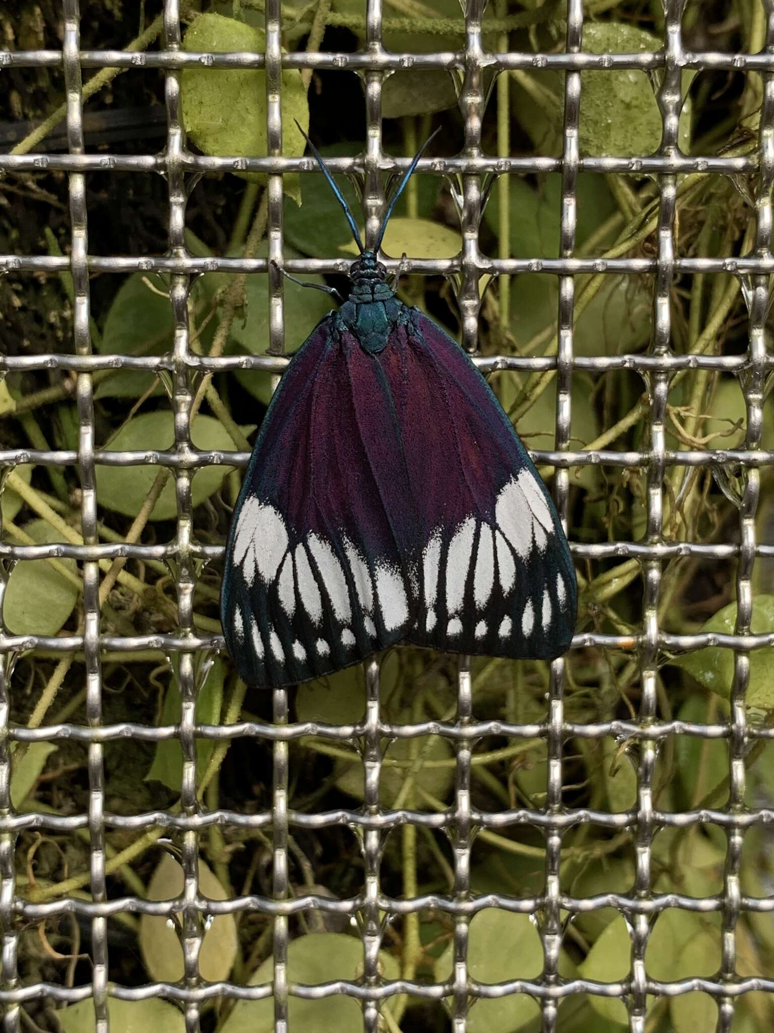 Image of Cyclosia macularia Guérin-Meneville 1843