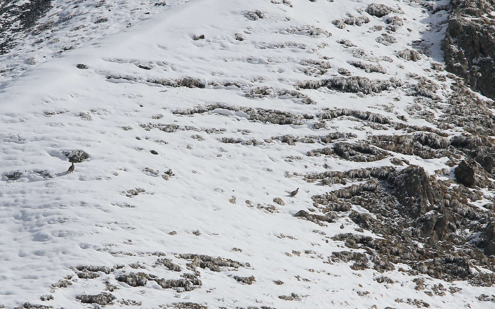 Image of Caucasian Snowcock