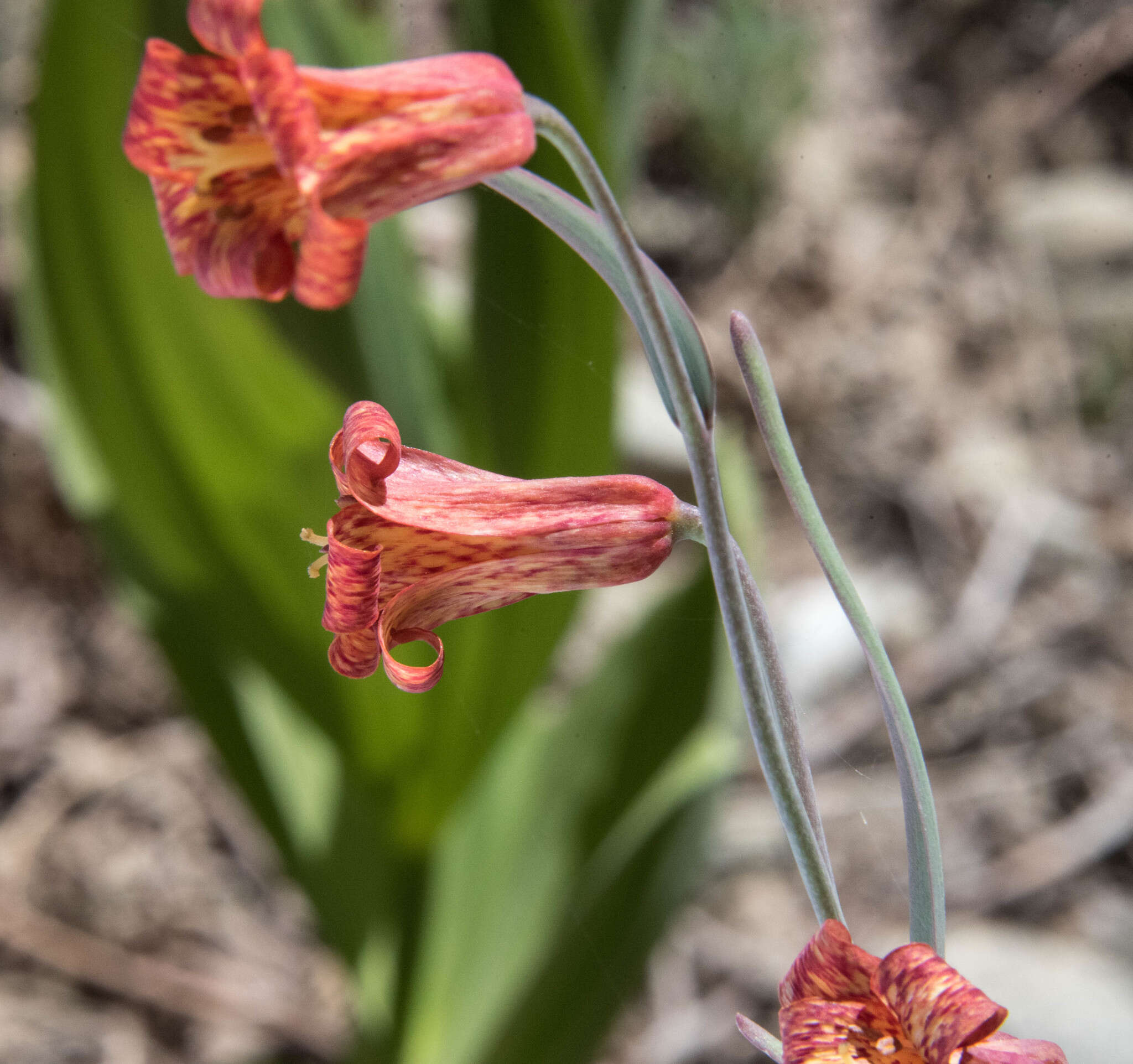 Image of scarlet fritillary