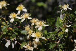 Image of pipestem clematis