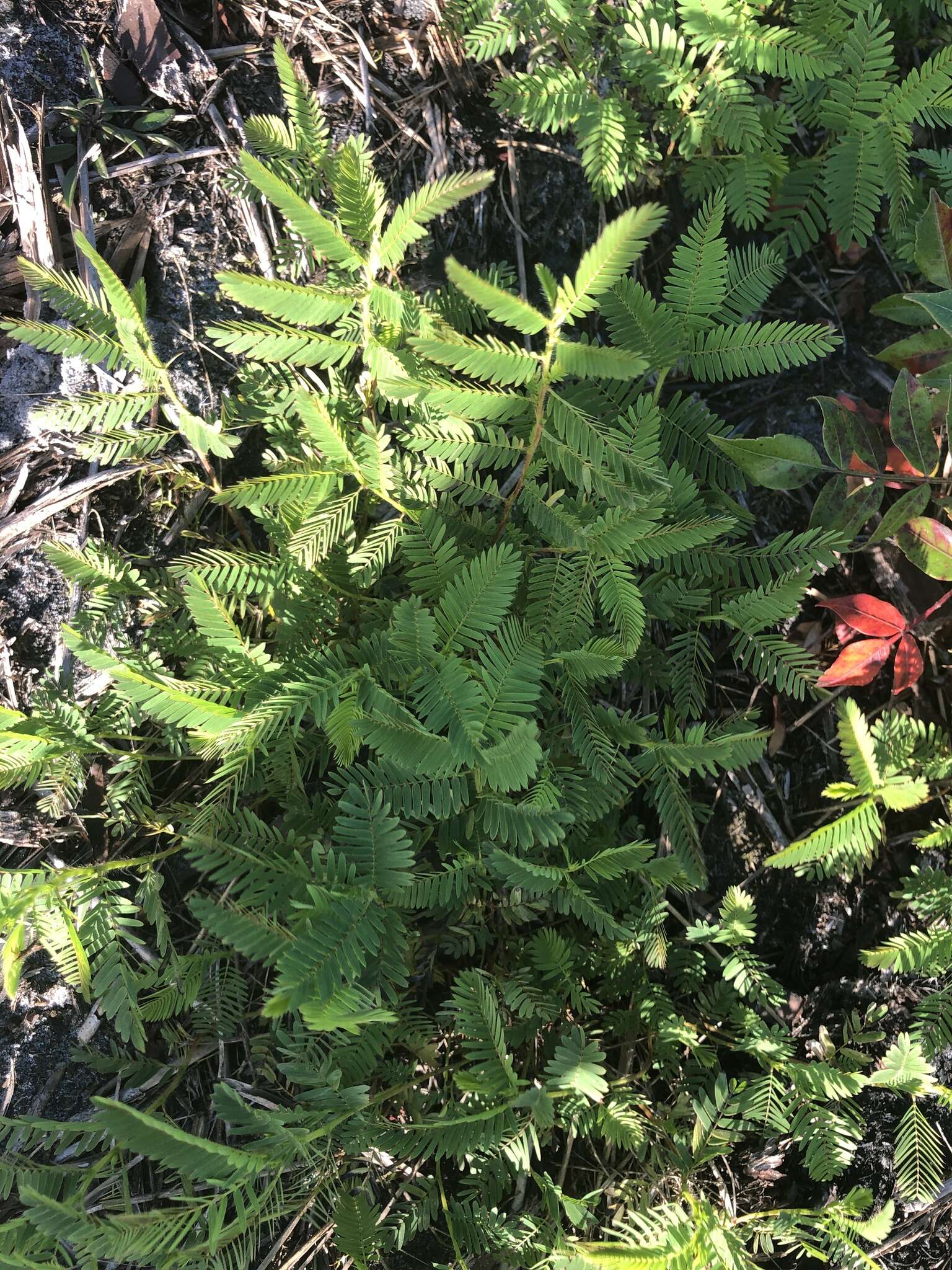 Sivun Chamaecrista nictitans var. aspera (Elliott) Torr. & A. Gray kuva