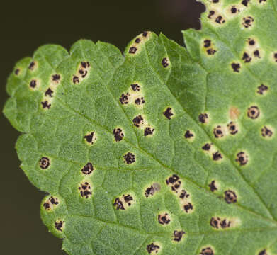 Image of Puccinia ribis DC. 1805