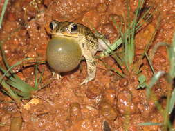 Image of Rhinella major (Müller & Hellmich 1936)