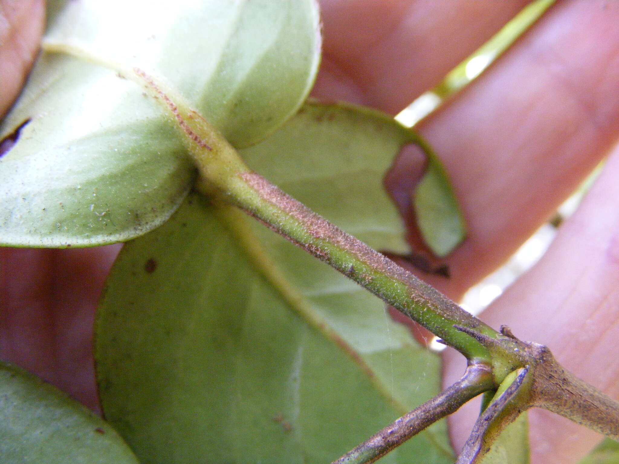 Image of <i>Erithalis orbiculata</i>