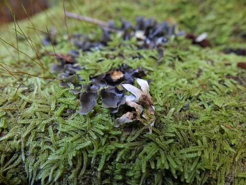 Image of Pseudocyphellaria dissimilis (Nyl.) D. J. Galloway & P. James