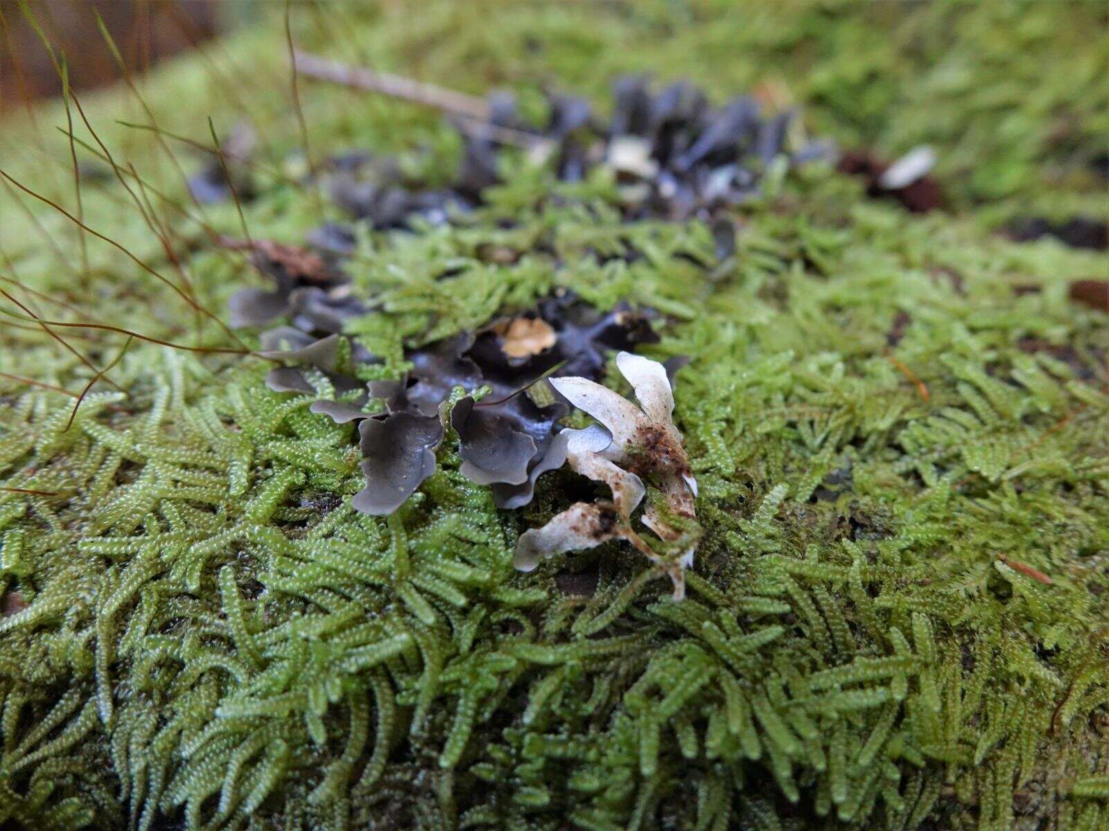 Image de Pseudocyphellaria dissimilis (Nyl.) D. J. Galloway & P. James