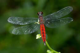 Plancia ëd Lyriothemis acigastra (Selys 1878)