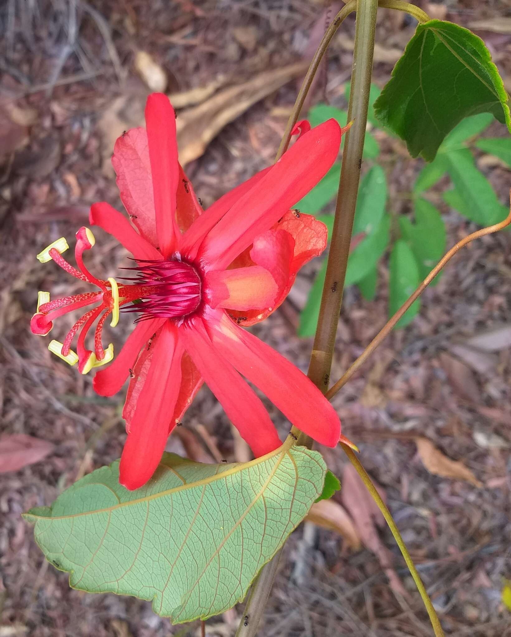 Sivun Passiflora araujoi Sacco kuva