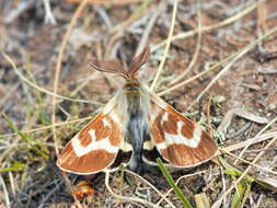 Image of Lemonia sardanapalus (Staudinger 1887)