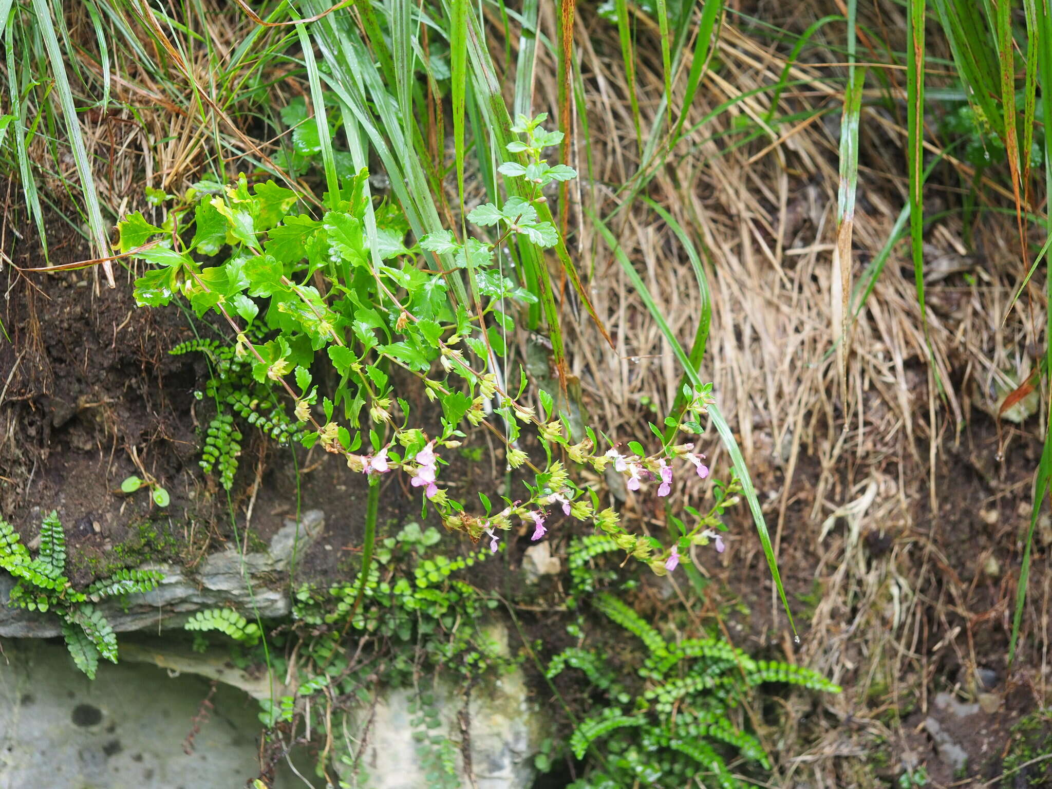 Image of Teucrium lucidum L.