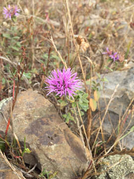 Image of Monardella villosa subsp. villosa