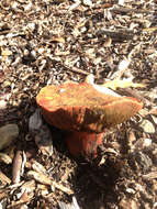 Image of Liver Bolete