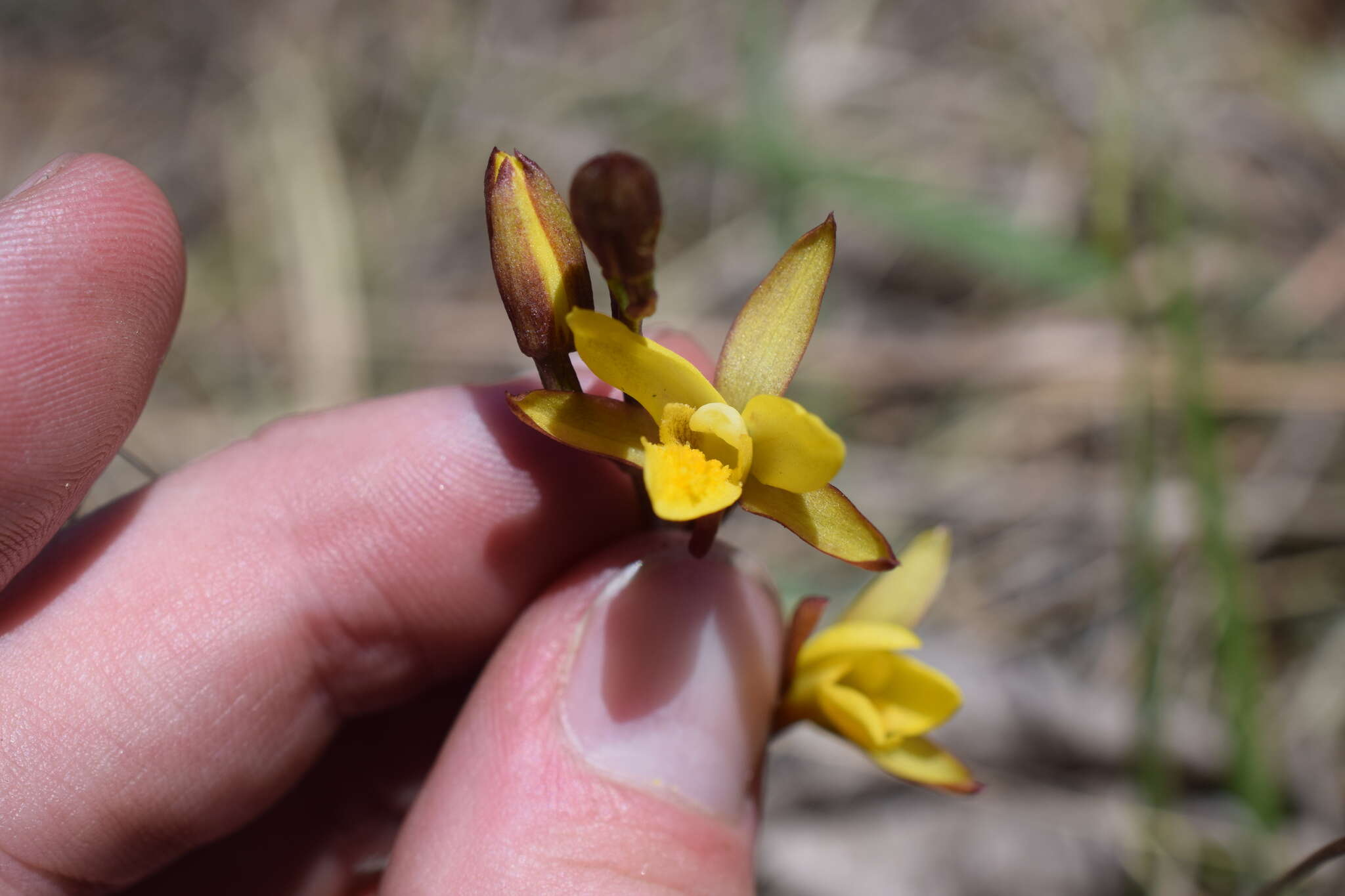 Image de Eulophia hians var. inaequalis (Schltr.) S. Thomas