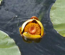 Image de Nuphar rubrodisca Morong