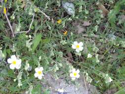 Sivun Helianthemum apenninum subsp. apenninum kuva