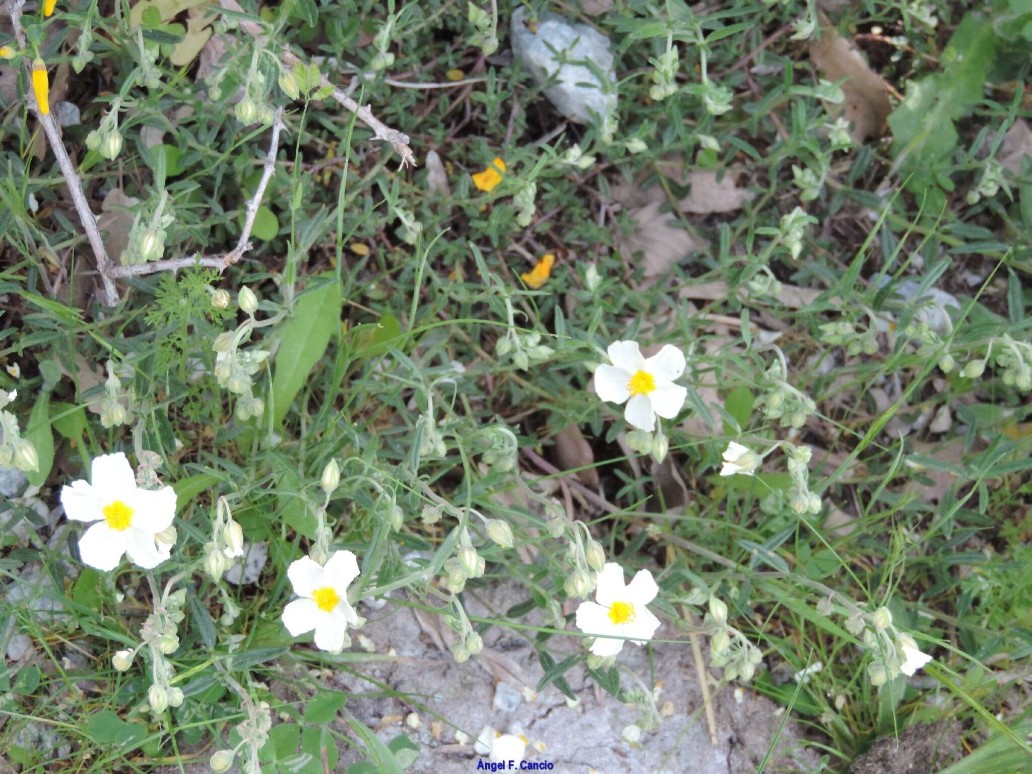 Sivun Helianthemum apenninum subsp. apenninum kuva