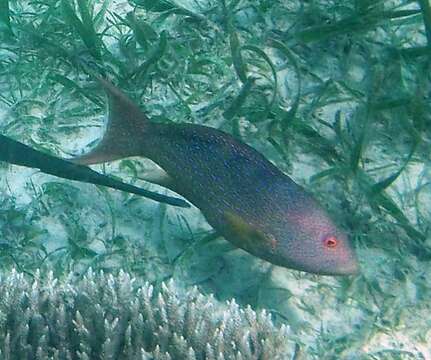 Image of Lunar-tailed Grouper