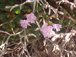 Imagem de Limonium ebusitanum (Font Quer) Font Quer