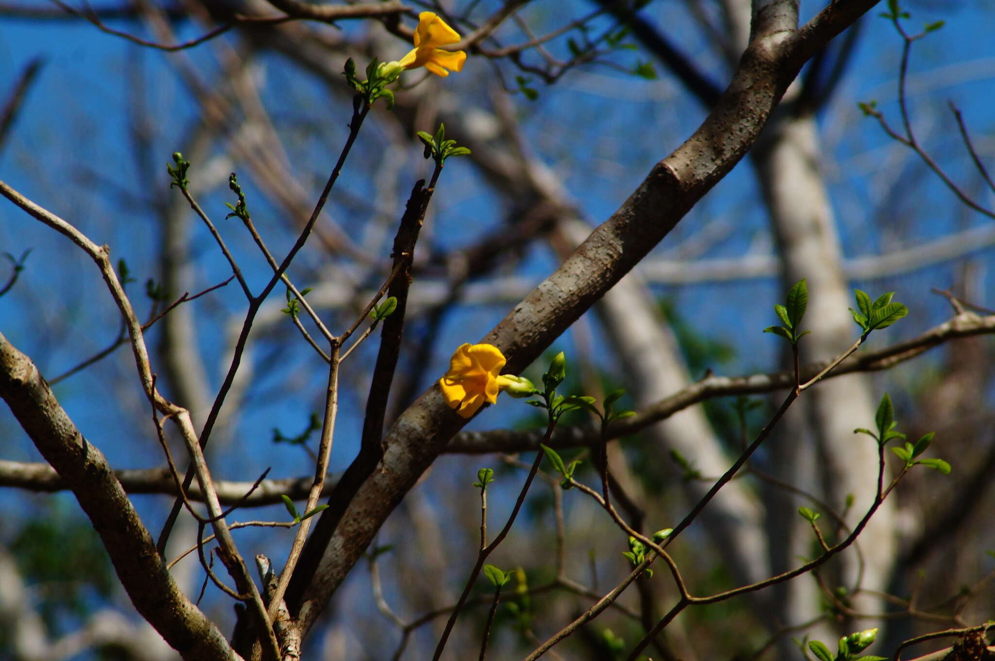 Sivun Tabernaemontana glabra (Benth.) A. O. Simões & M. E. Endress kuva