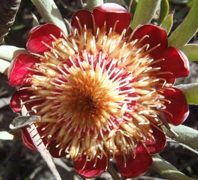 Image of Protea canaliculata Andr.