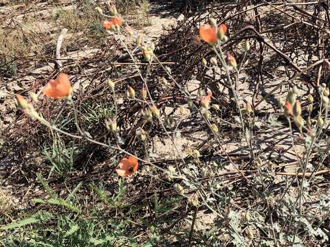 Image of Fendler's globemallow