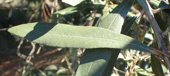 صورة Tarchonanthus littoralis