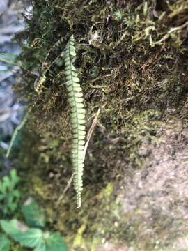 Image of Moranopteris taenifolia (Jenm.) R. Y. Hirai & J. Prado