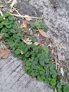 Imagem de Dichondra sericea Sw.