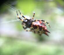 Image of Gasteracantha rubrospinis Guérin 1838