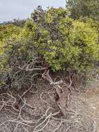 Image of Hooker's manzanita