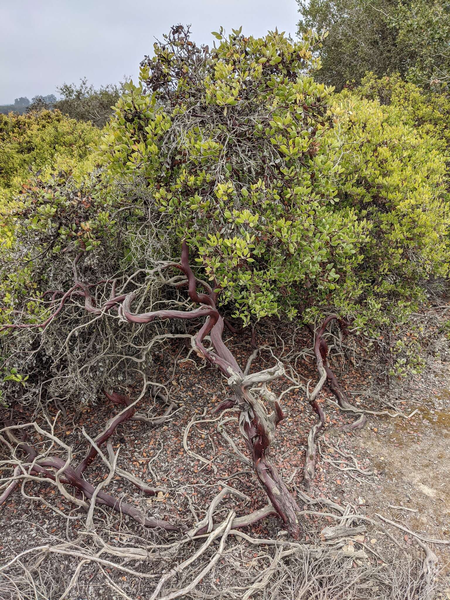 Image of Hooker's manzanita