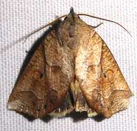 Image of Pterogonia aurigutta Walker 1858