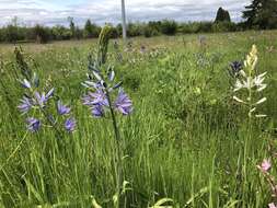 Image de Camassia leichtlinii subsp. suksdorfii (Greenm.) Gould