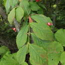 Image of Euonymus miniata Tolmatch.