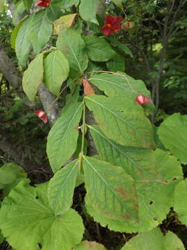 Image of Euonymus miniata Tolmatch.