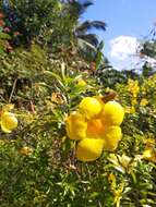 Image of golden trumpet