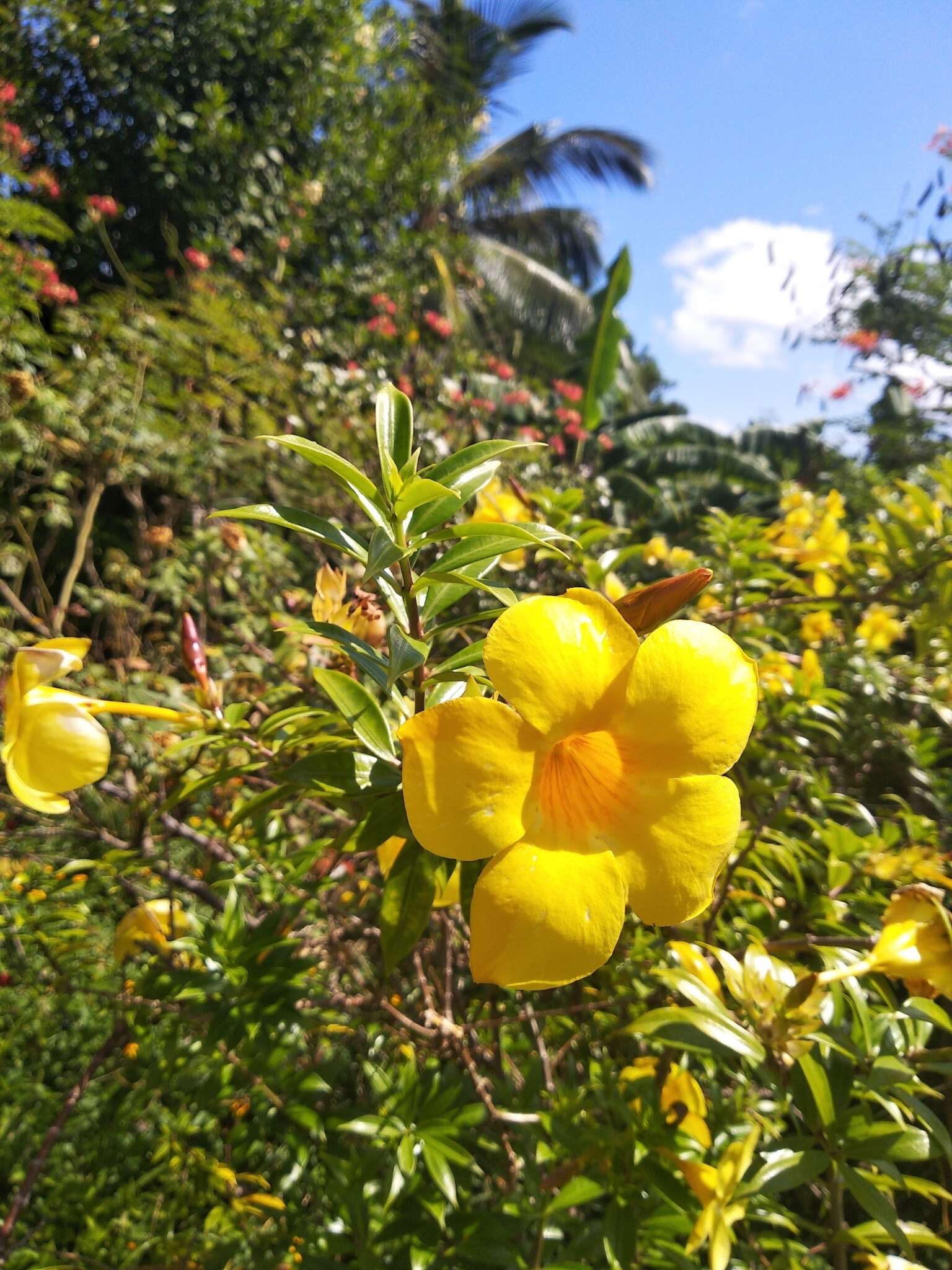 Image of golden trumpet