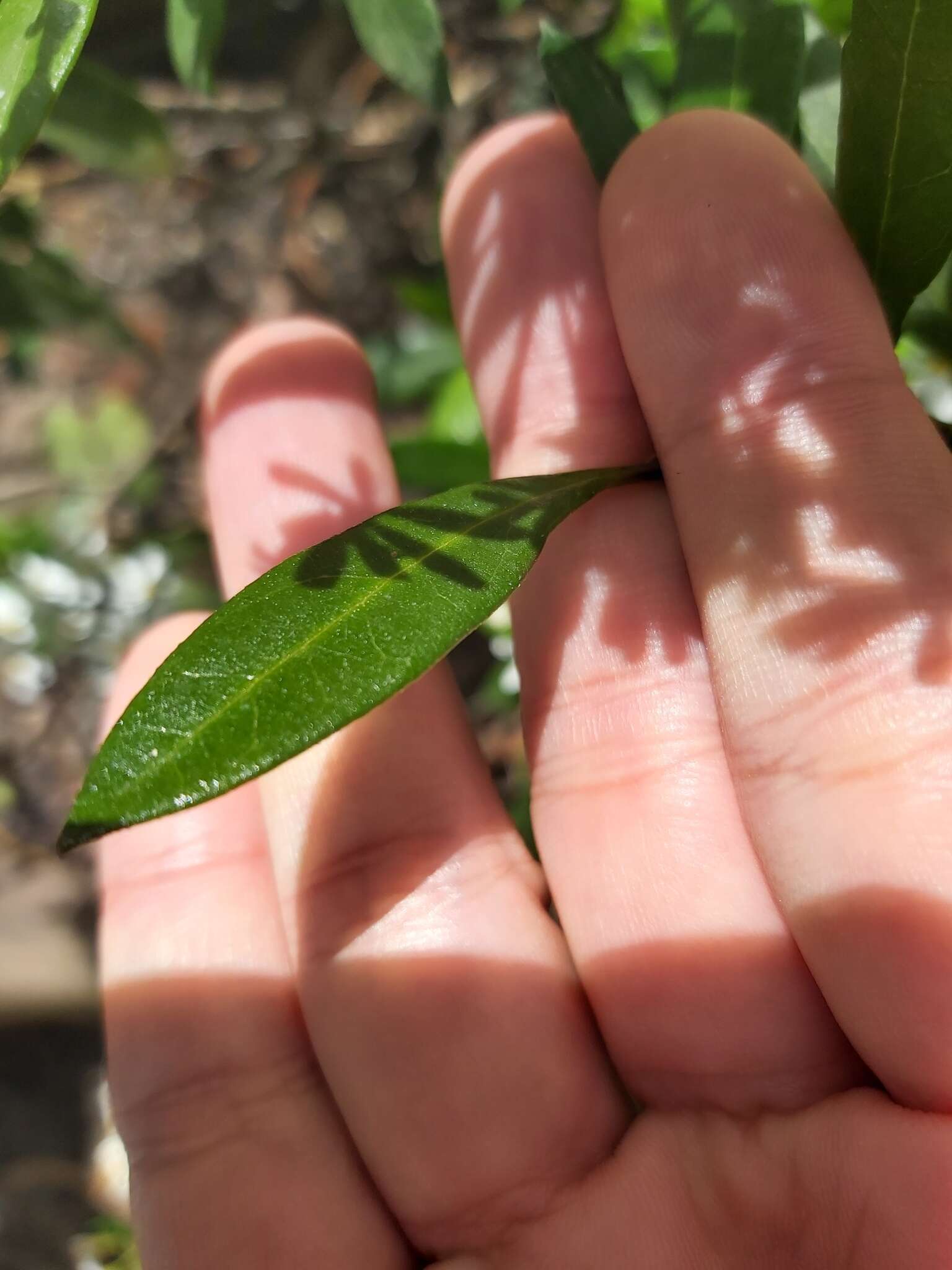 Image of Sticky daisy bush