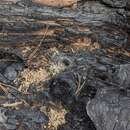 Image of Blue mountains funnel web