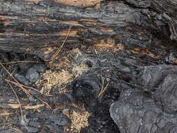 Image of Blue mountains funnel web