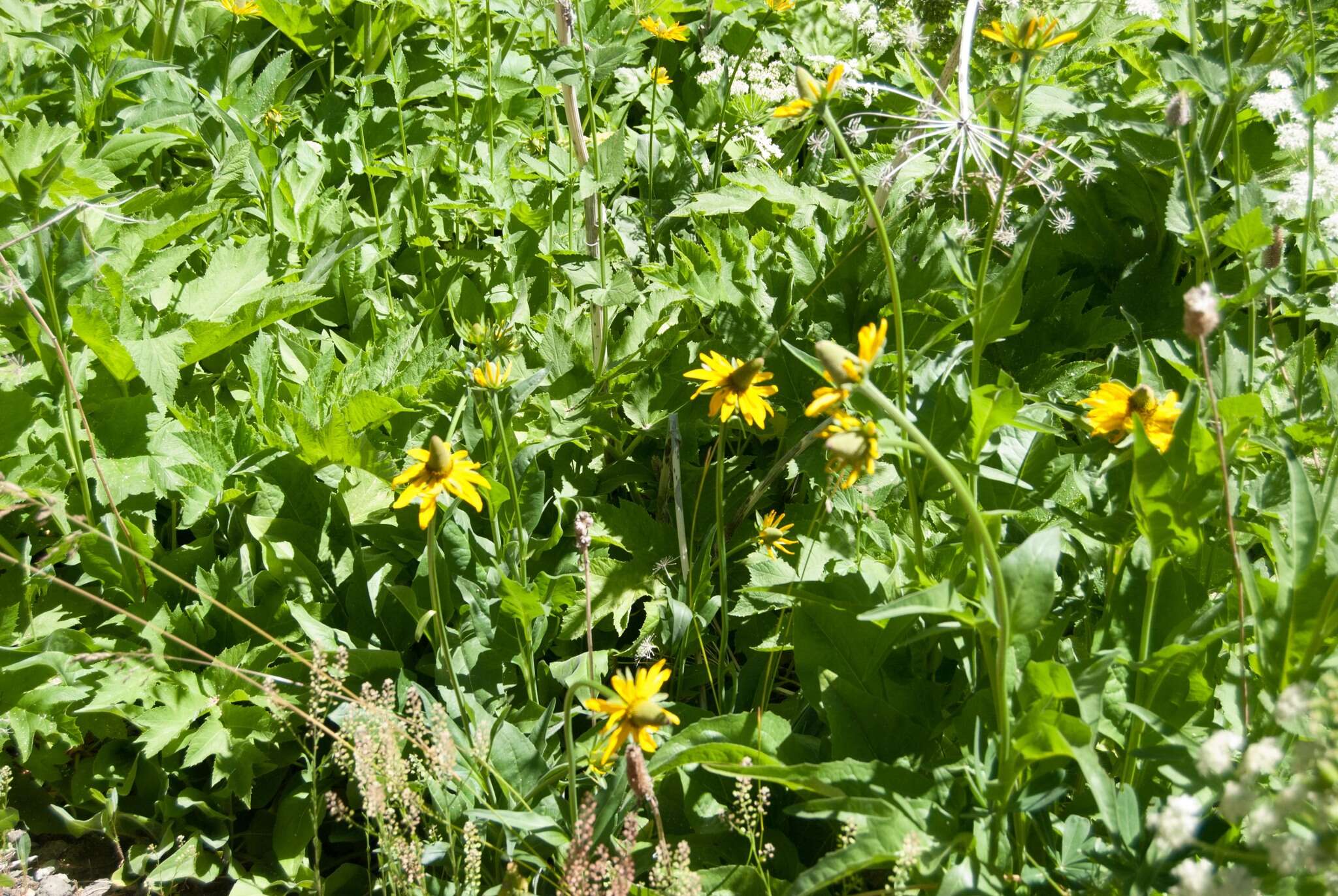 Rudbeckia californica A. Gray的圖片