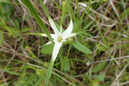 Image of starrush whitetop