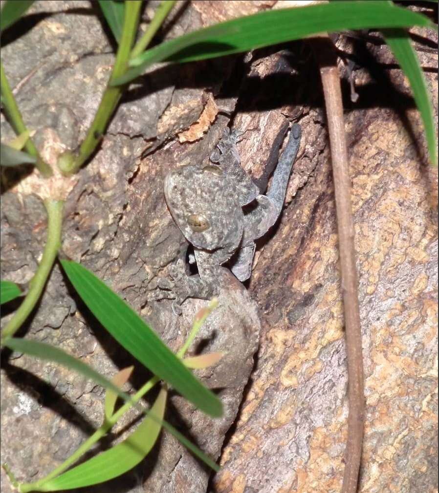 Image of Gray's Chinese Gecko