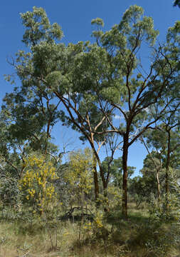 Plancia ëd Corymbia leichhardtii (F. M. Bailey) K. D. Hill & L. A. S. Johnson