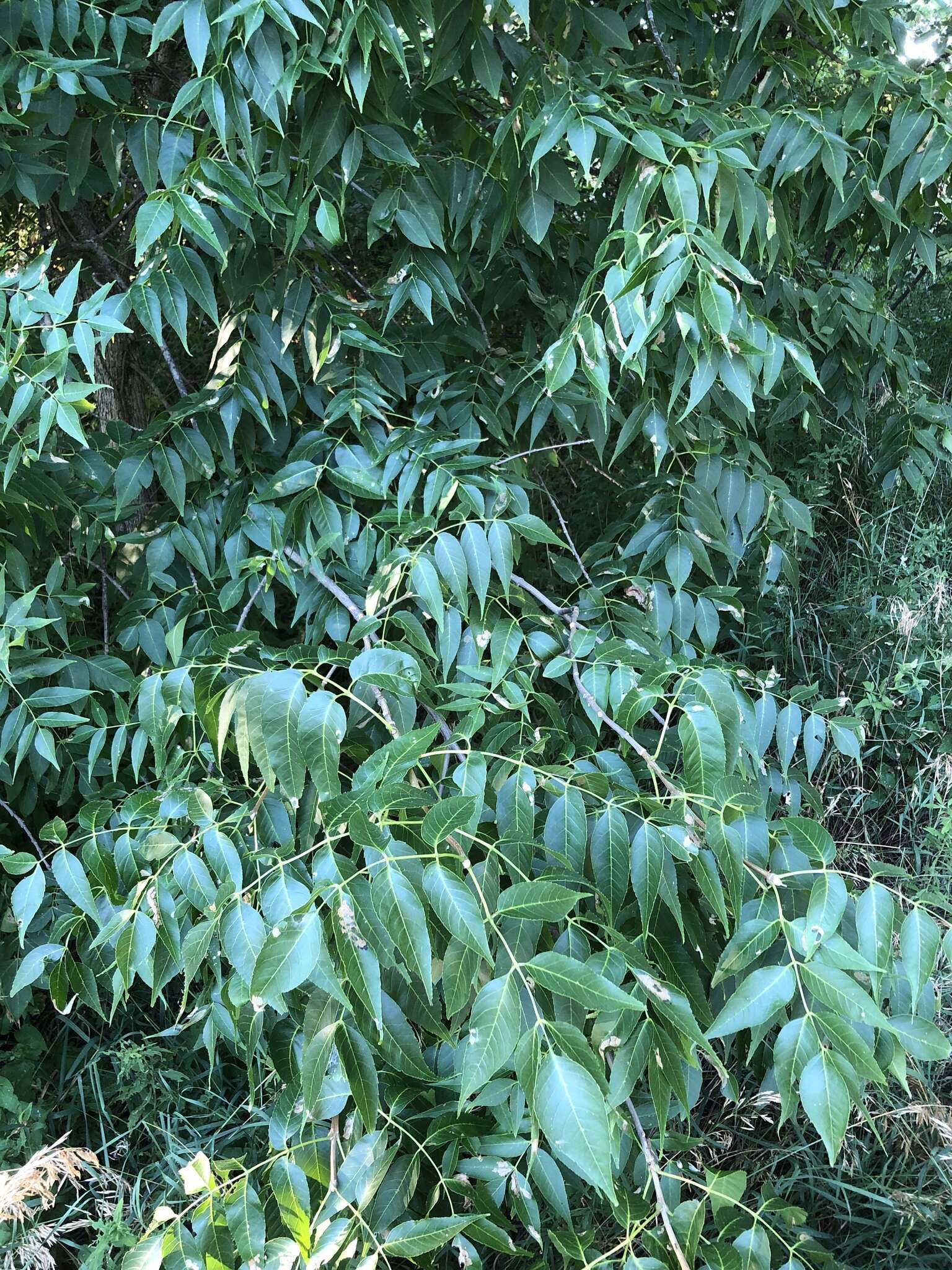 Image of blue ash