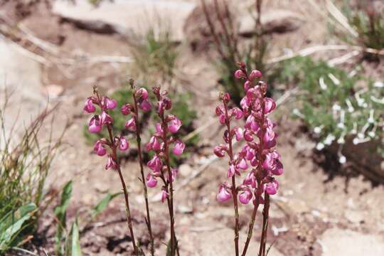 Image of coiled lousewort