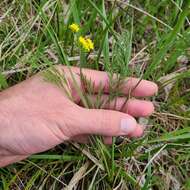 صورة Lomatium bradshawii (Rose ex Mathias) Mathias & Constance